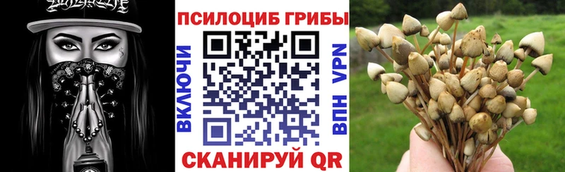 Псилоцибиновые грибы Magic Shrooms  Купить где  Курчалой 